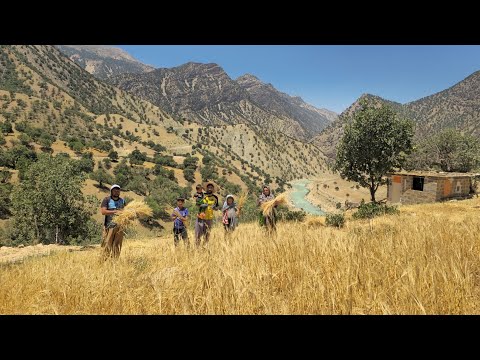 Ancient Harvest Traditions Nomad Family Reaps Crops with a