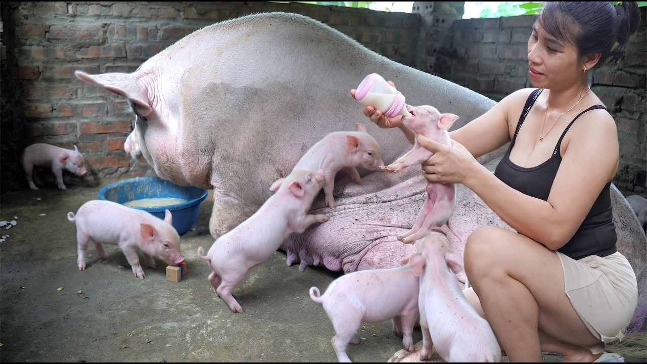 My 300KG Sow Gives Birth to a Huge Litter Lily is taking