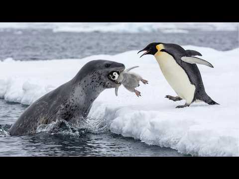 Leopard Seal Ambushes The Penguin Chick in a Split of a