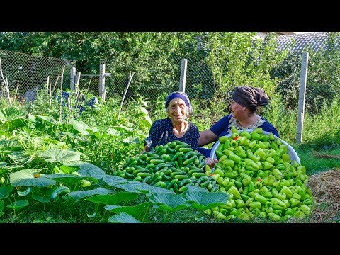Harvesting Cucumbers, Pepper and Making Pickle By Cucumber
