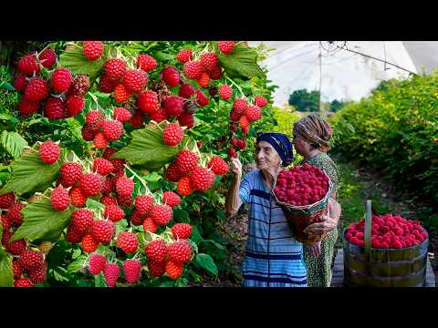 Harvesting Organic Raspberries | Making Jam And Pie -