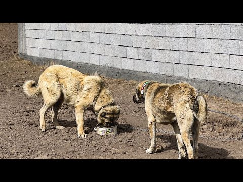 BOZODAN HIRÇOYA TEPKİ - KUZULARA İLAÇ VERİYORUZ
