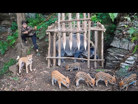 Surviving in the wilderness, hunting wild boars, catching