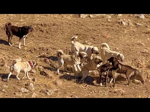 KARA KÖPEKLER ÇETİN ÇIKTI(27 gün)