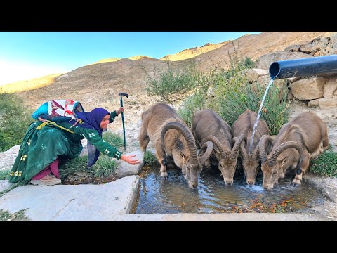 When Toba meets a wild herd in the drinking fountain