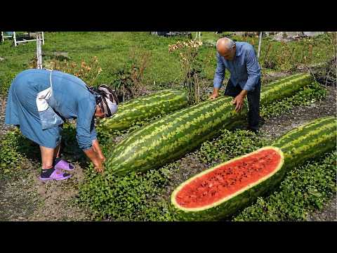 AZERBAIJAN Grandparents Harvest Watermelons in the Caucasus