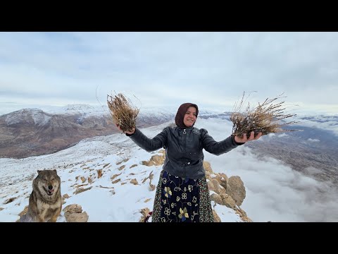 Kulthum's Dangerous Mission: Searching for a Life-Saving