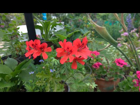 Itır Çiçeği (Palergonium Graveolens) | Kısa Bahçe Turu