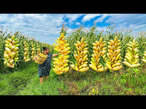 Mix of Harvesting Corn, Fig and Beef Heart Recipe