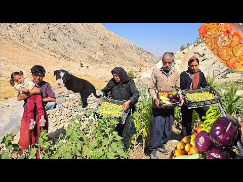 lran nomadic life: Harvesting wild pears and tomatoes,
