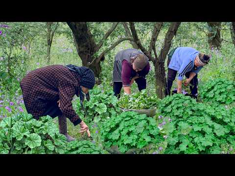 Harvesting Fresh Malva | Grandma's 100 Years Old Dish From