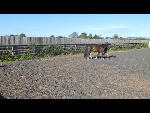 UNMOUNTED IN HAND DRESSAGE BAMBI TEST 2