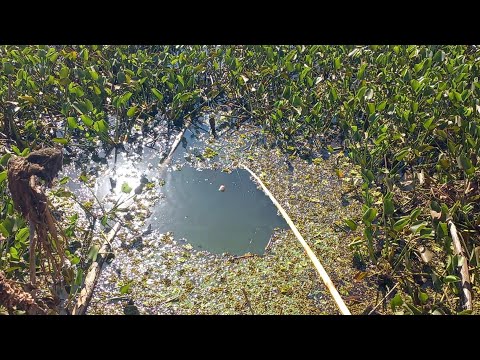 Pescaria Raiz das Brutas usando lambari no Rio turvo