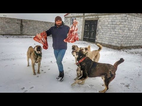 KÖPEKLERİN KARDA ET KEYFİ--IĞDIR OVASI BEYAZA BÜRÜNDÜ