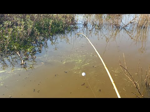 Pescaria caipira de tucunare com melhor frito de todos no
