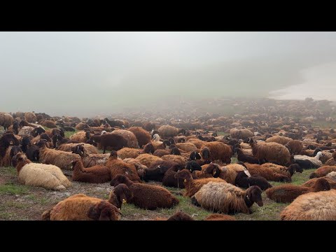 YOLCULUĞUN EN ZOR GÜNLERİ - KUZULAR ÖLÜYOR -SİSLİ