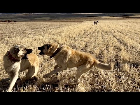 BOZO SERT KAYAYA ÇARPTI —3 MOR KARAMAN KOÇ ALDIK(23 gün)
