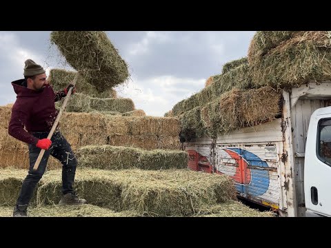 KIŞ UZUN SÜRDÜ KOYUNLARA OT ALDIK--500 BALYA OT TAŞIDIK