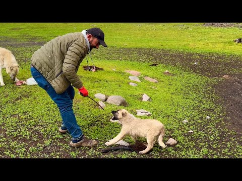 KÜÇÜK YAVRUDAN YEDİĞİ ETİ ALMAYA ÇALIŞTIM