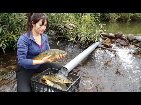 Build Fish Traps | How To Make a Simple Fish Trap With PVC