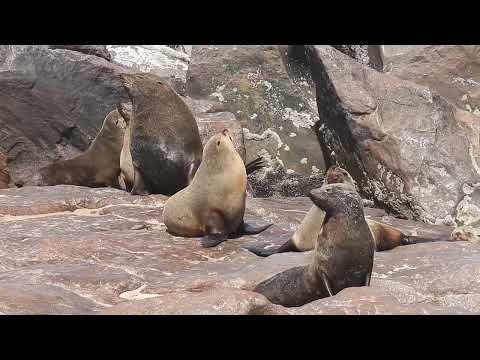 Seal in the sunshine, Namibia