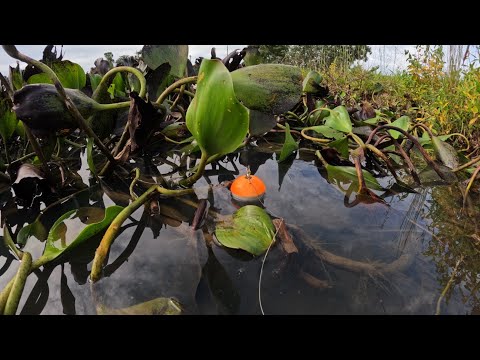 Pescaria de tilápia gigante só as Brutas tem demais