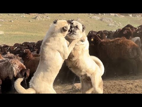 DİŞİ KÖPEKLERİN ACIMASIZ VE KANLI BOĞUŞU (Zor ayırdık)