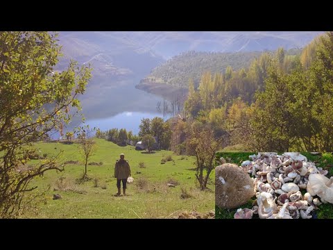 Doğada mantar toplama, orman mantarımantarlarmushroommush