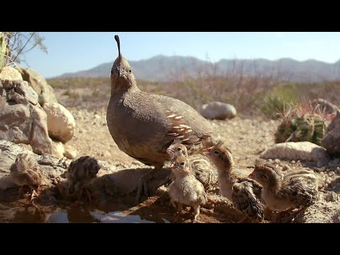 The last "Baby Quail" family to hatch this summer