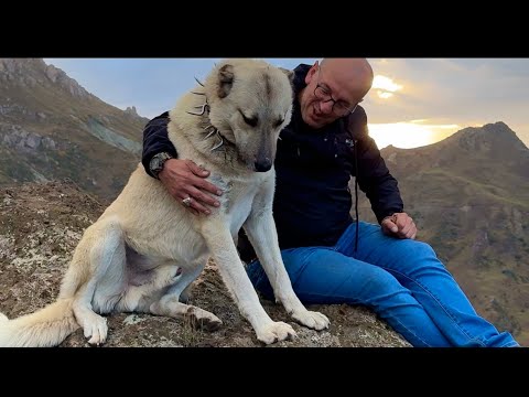 AYLAR SONRA KÖPEKLERE KAVUŞAN ŞAHİN ABİ BÜYÜK MUTLULUK