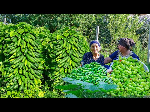 Mix of Harvesting Cucumer, Pepper, and Making Pickle