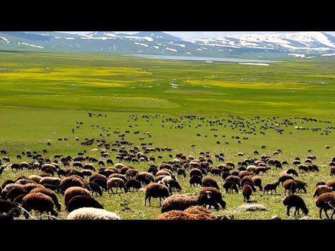 GECE KURT SÜRÜYE GELDİ--TARİHİ ÇEŞME,SİNEK YAYLALARINA SON
