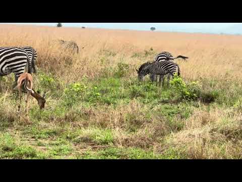 #tanzaniaholidays #wildlife #safari +255657345694