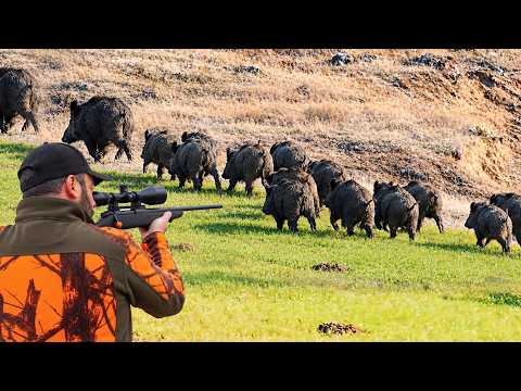 YÜKSEK ADRENALİN Aksiyon dolu muhteşem yaban domuzu avı
