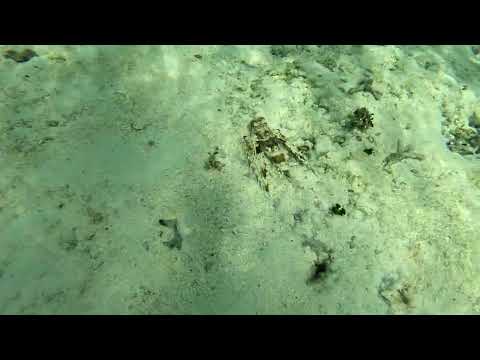 Un drôle de poisson qui marche au fond de l'eau