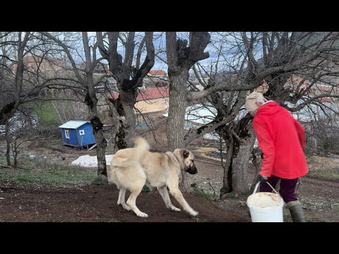 YÜKSEK KÖYLERDE YAŞAM İNEKLER ÖZGÜR KÖPEKLERE YAL