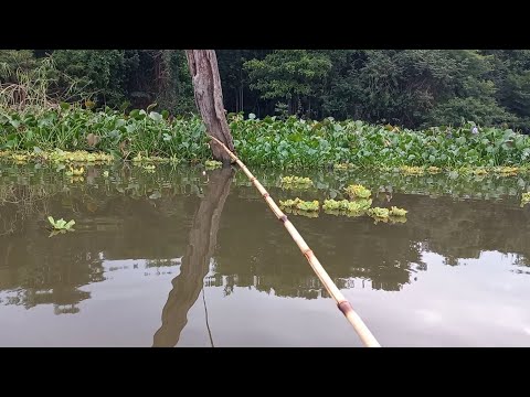 Veja a boia afundar Traíra tucunare e Dourado no bambu isca