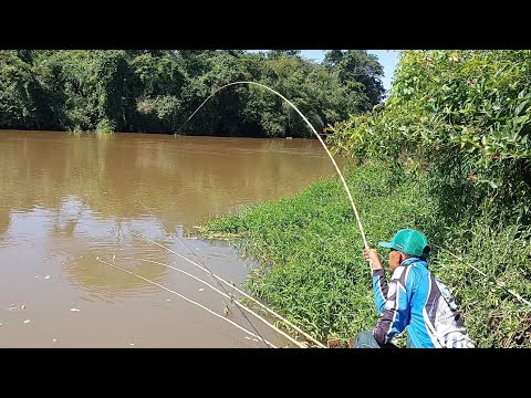 Inacreditável só os maiores apareceu hoje Pescaria caipira