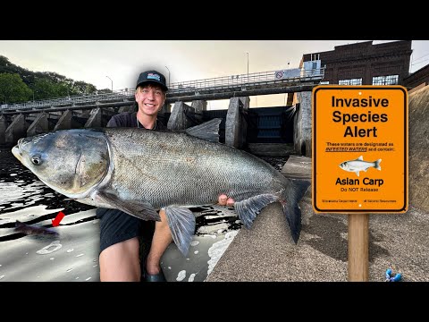 Catching the Most INVASIVE Fish in America under MASSIVE