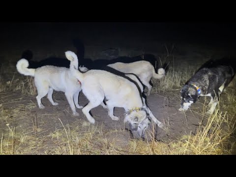 GECE YARISI KÖPEKLER NE BULDU - CEMAL DAYIDAN YAŞANMIŞ