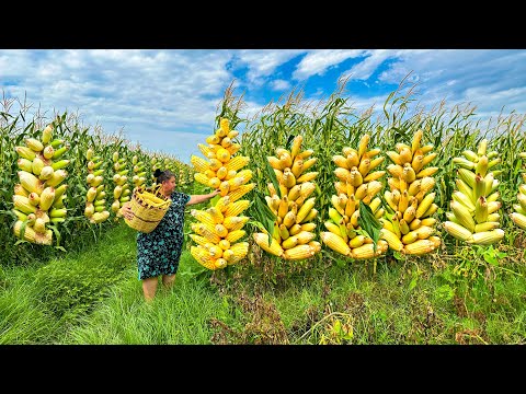 We went to Cornfield, Harvesting Corn, and canned it for