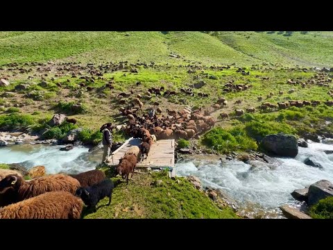GÖÇ YOLUNDA SON GÜN-YAYLAYA ULAŞTIK