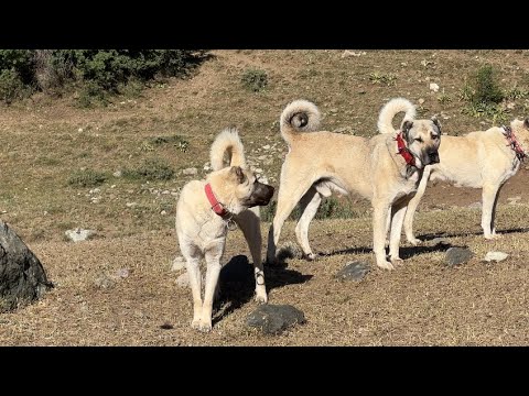 BİTMEYEN DİDİŞME HIRÇO ÇELENG DAĞLARA KURT KOKUSU SİNMİŞ