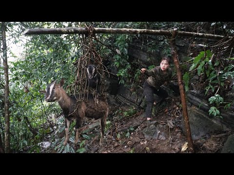 making traps, wild forest dike traps, survival in the rainy
