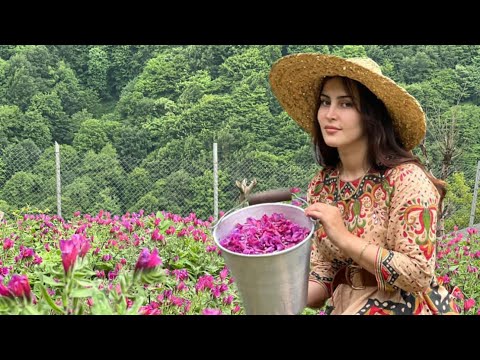 Cooking Fried Chicken With Flavored Mushrooms in The Spring