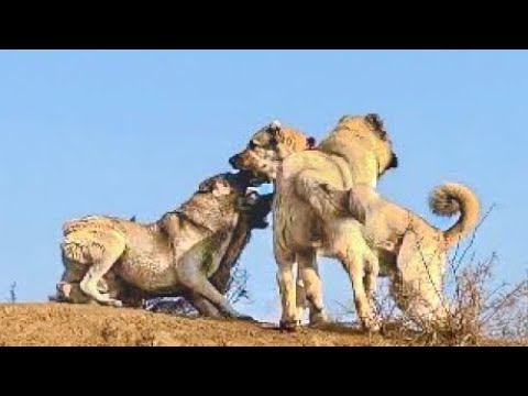 HIRÇOYA ANİDEN SALDIRDILAR - KOYUN DOĞUMU BAŞLADI