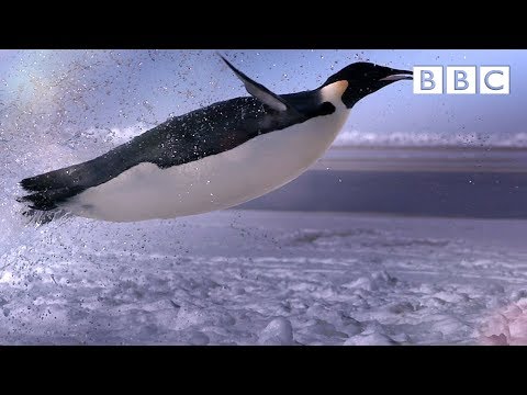 How does a penguin launch itself from the sea? - The Wonder