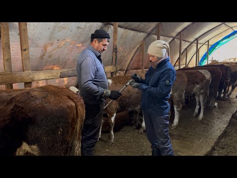 ÖĞLE YEMEĞİ KURBANLIKLARA İÇ PARAZİT KUZULAR ÇOĞALDII