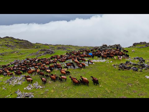 5 BİN METRELİK AĞRI DAĞININ SOĞUK ETEKLERİ- YAĞMURLU SİSLİ