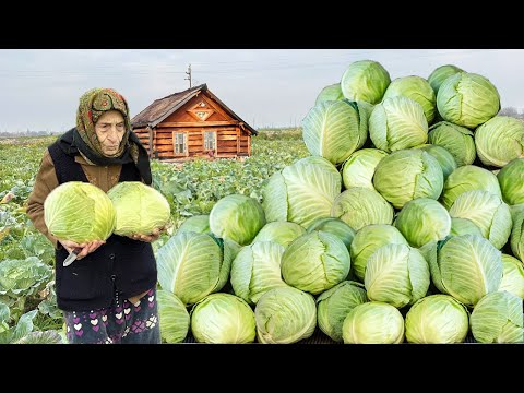 Harvesting Fresh Cabbage | Making Cabbage Pickle and